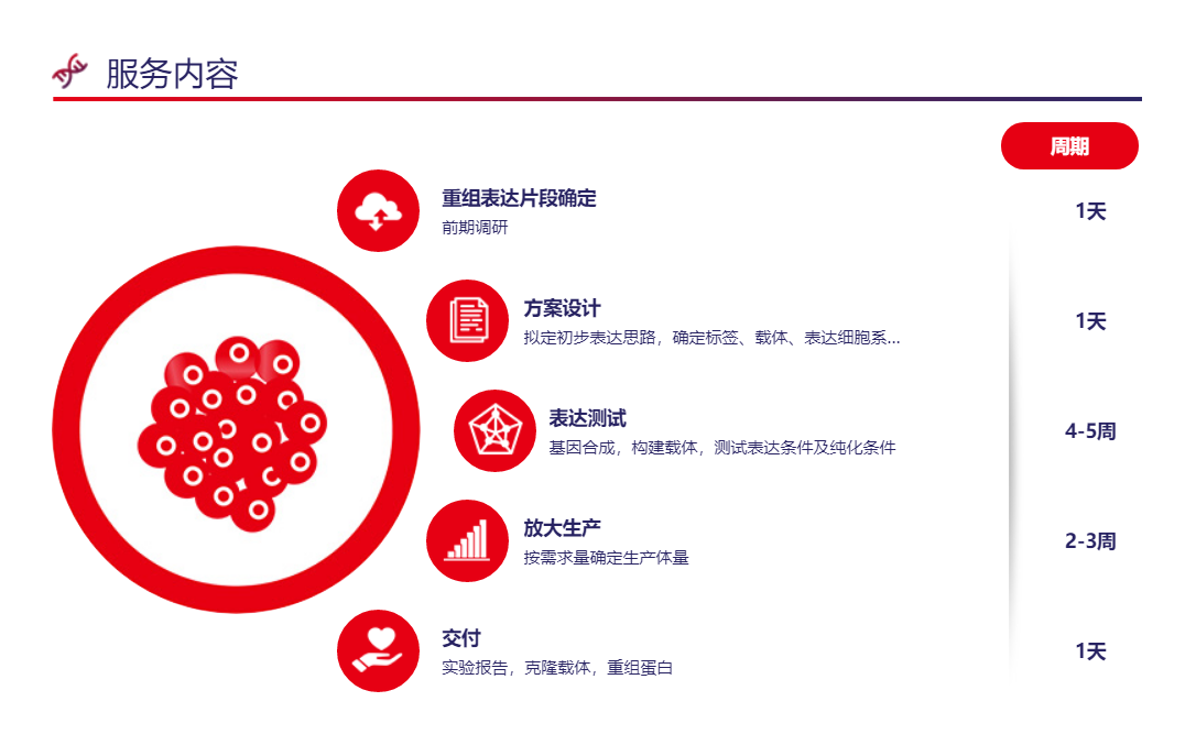 Suitable conditions were selected for eukaryotic protein expression
