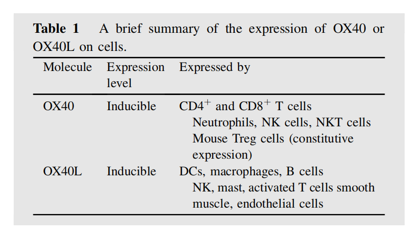 T-cell costimulatory molecule OX40