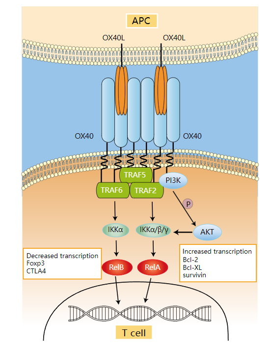 T-cell costimulatory molecule OX40