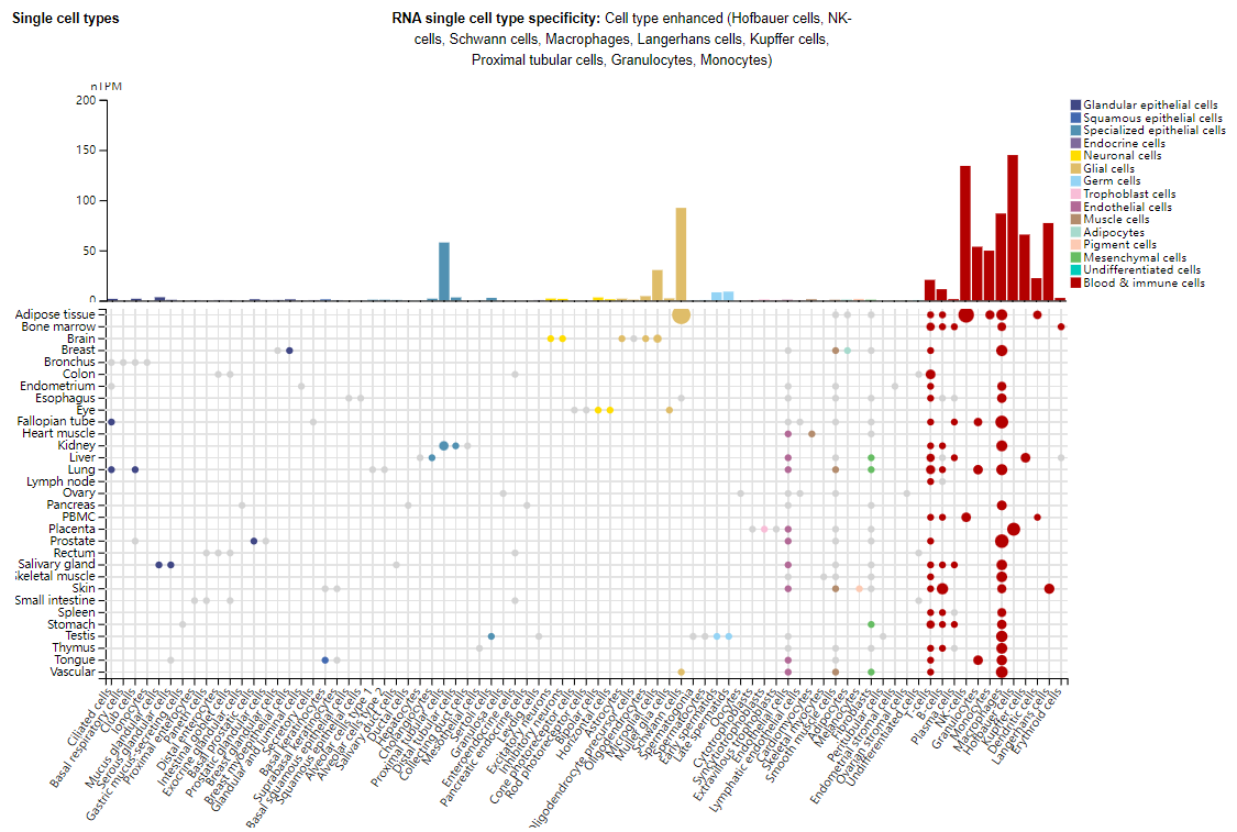 T-cell immunomodulatory factor TIM3 T-cell immunomodulatory factor TIM3
