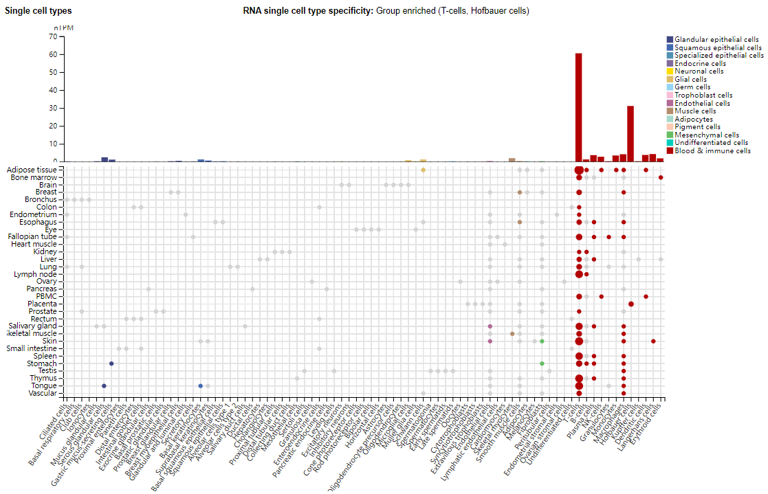 T cell-specific surface glycoprotein CD28