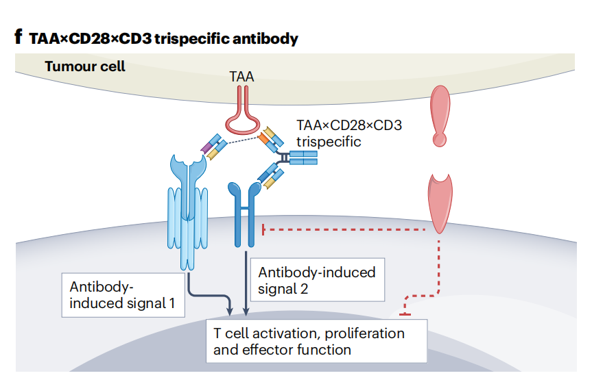 T cell-specific surface glycoprotein CD28