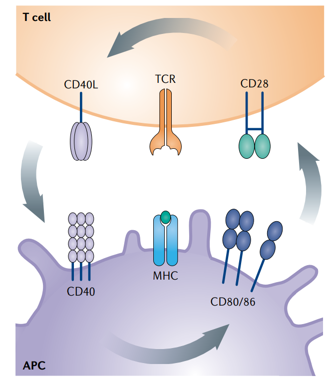 T cell-specific surface glycoprotein CD28