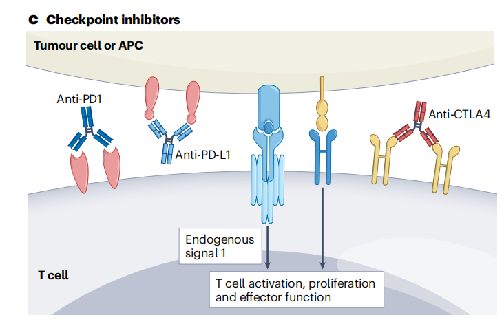 T cell-specific surface glycoprotein CD28