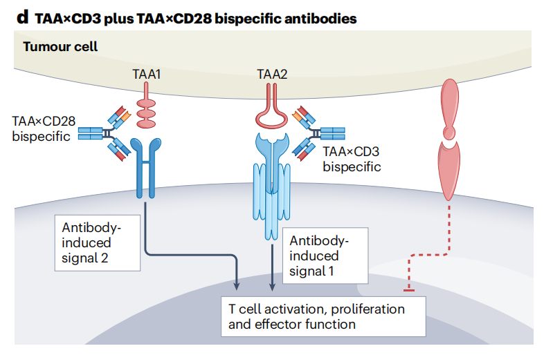T cell-specific surface glycoprotein CD28