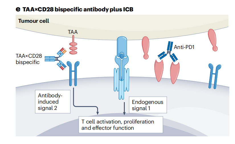 T cell-specific surface glycoprotein CD28