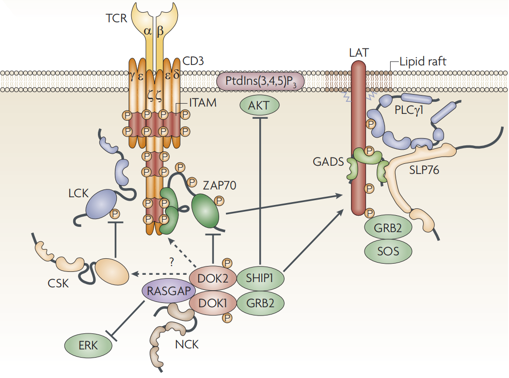 T-lymphocyte surface key molecule CD3