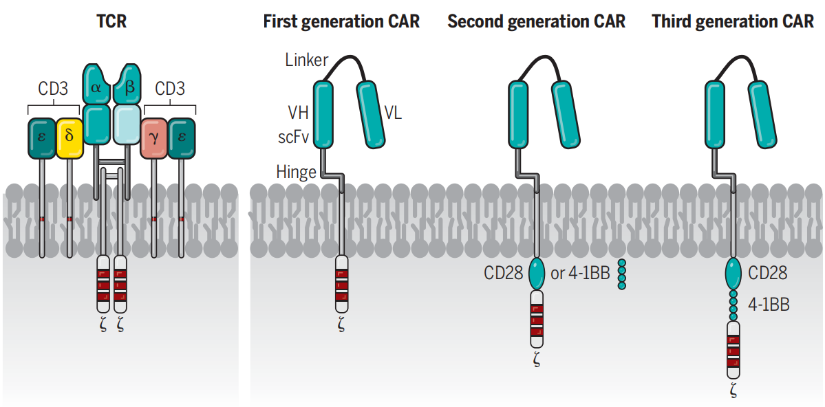 T-lymphocyte surface key molecule CD3