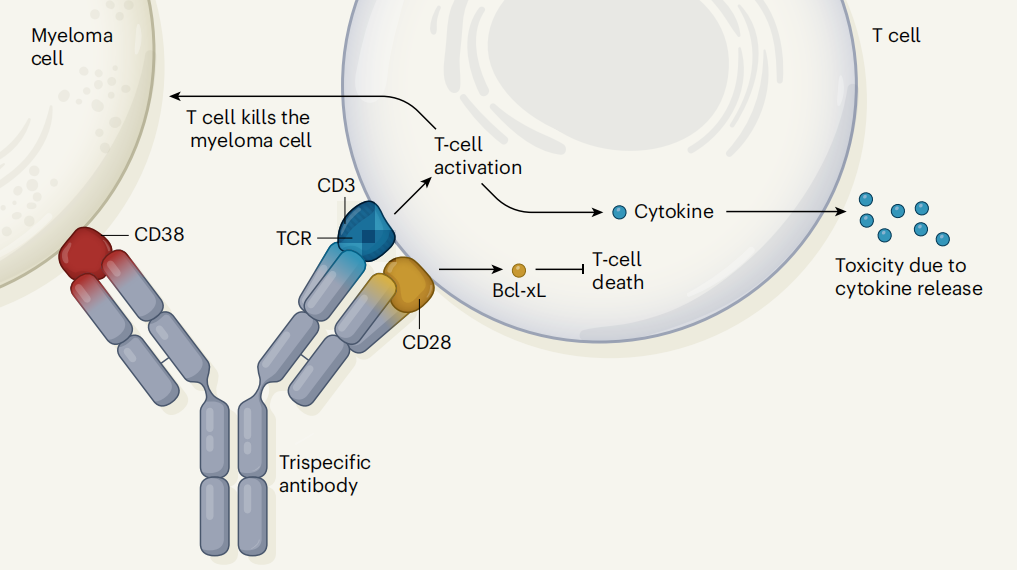 T-lymphocyte surface key molecule CD3