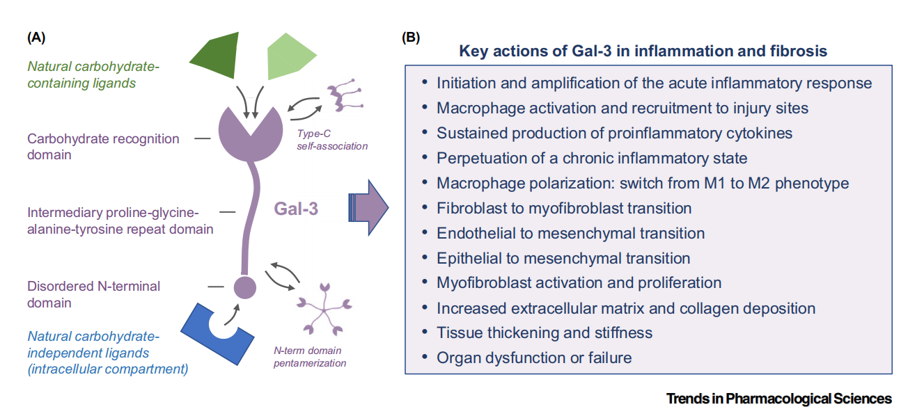 Target for Alzheimer's disease treatment LGALS3