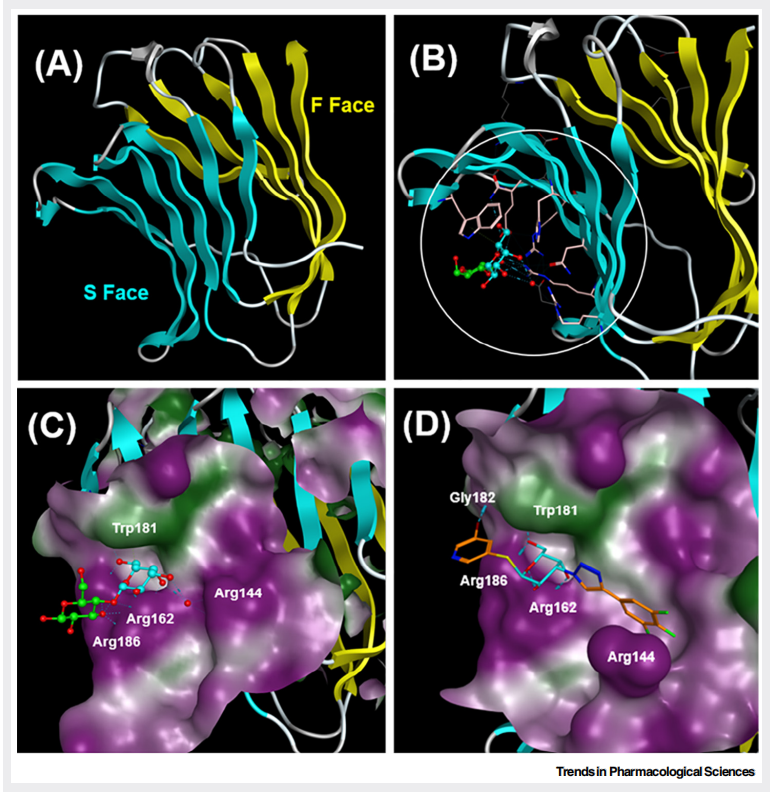 Target for Alzheimer's disease treatment LGALS3