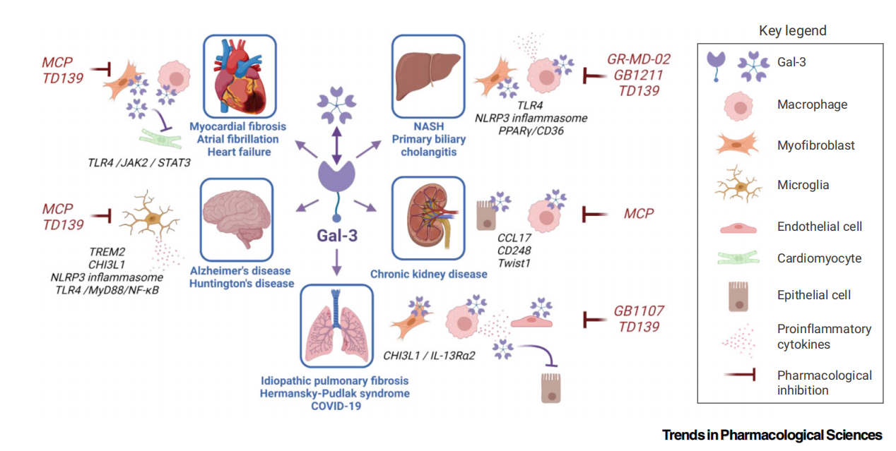 Target for Alzheimer's disease treatment LGALS3