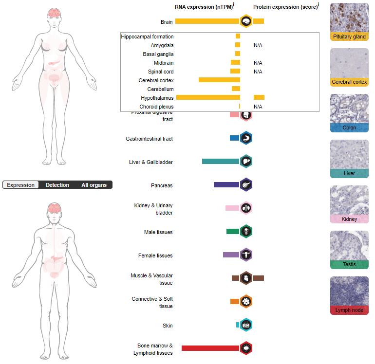 Target for migraine treatment ADCYAP1