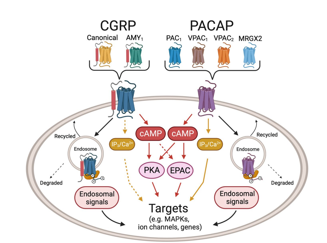 Target for migraine treatment ADCYAP1