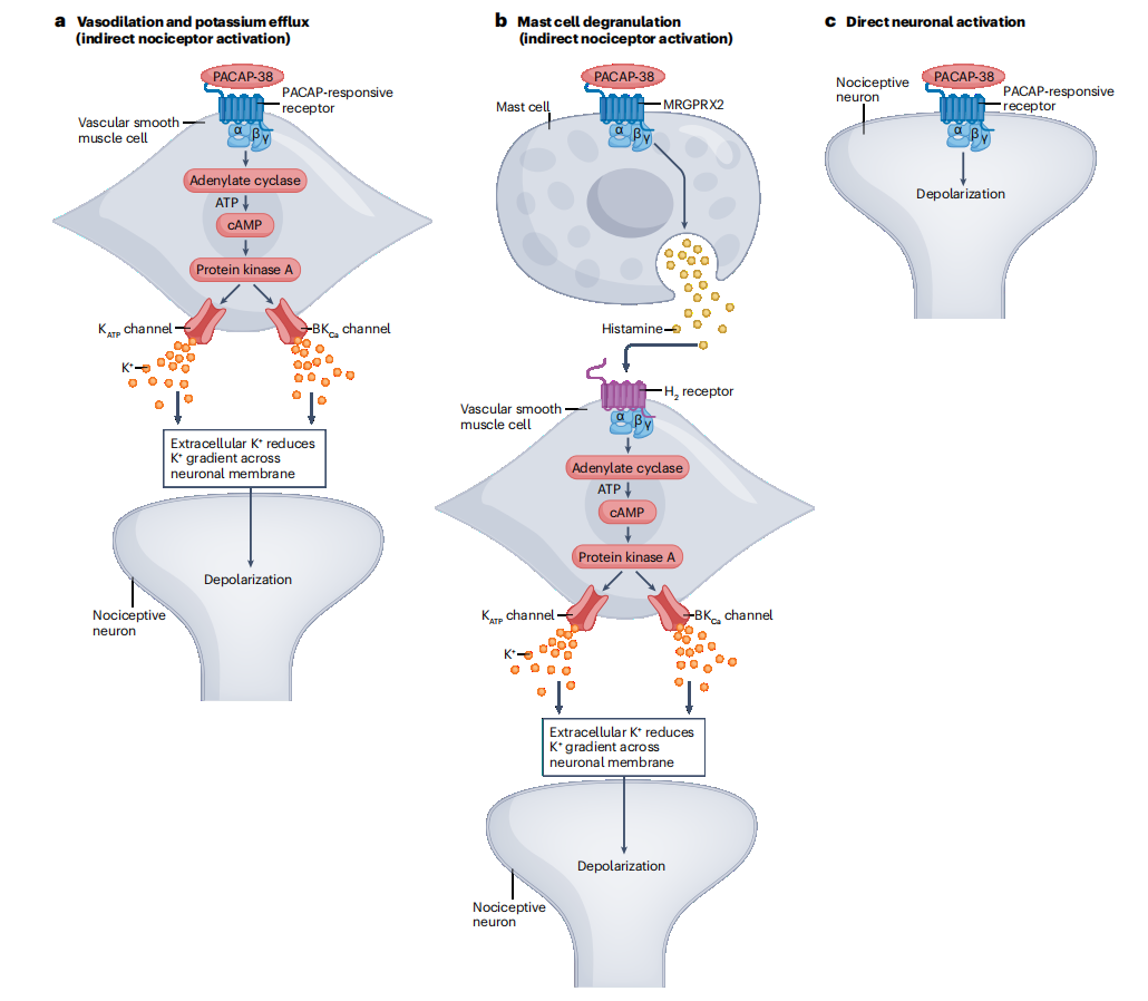 Target for migraine treatment ADCYAP1