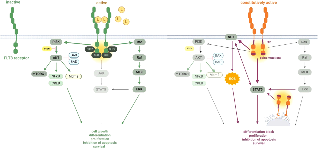 Target of treatment for acute myeloid leukemia FLT3 Target of treatment for acute myeloid leukemia FLT3
