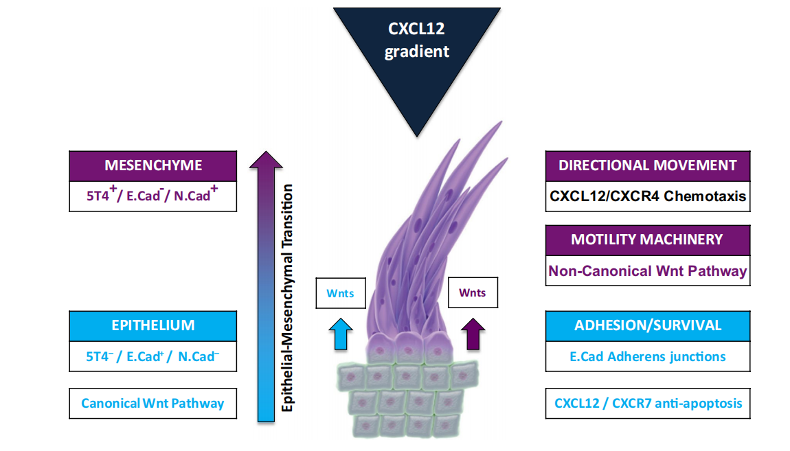 The ADC target antigen TPBG