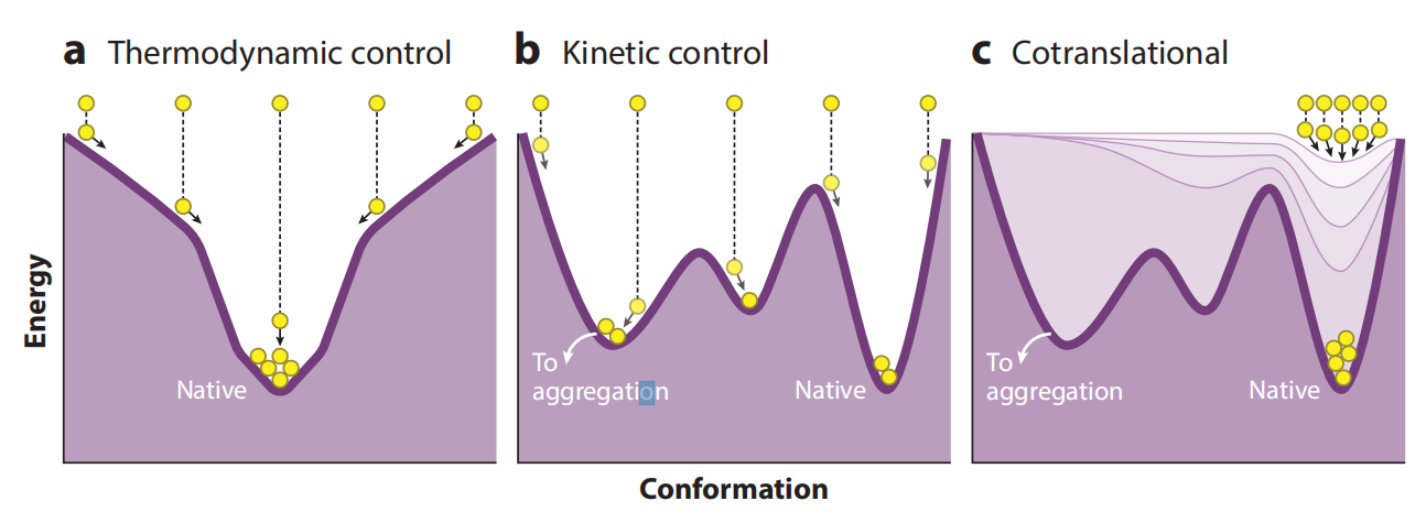 The Effects of Codon Usage on Protein Structure and Folding