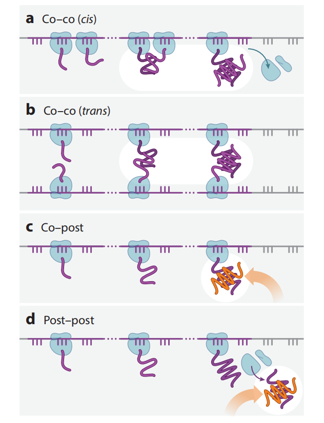 The Effects of Codon Usage on Protein Structure and Folding