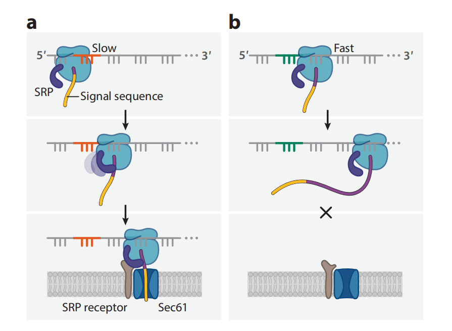 The Effects of Codon Usage on Protein Structure and Folding