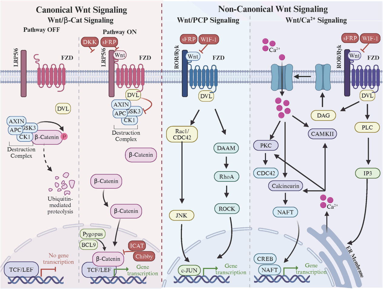 The Wnt pathway activates the receptor family FZD The Wnt pathway activates the receptor family FZD