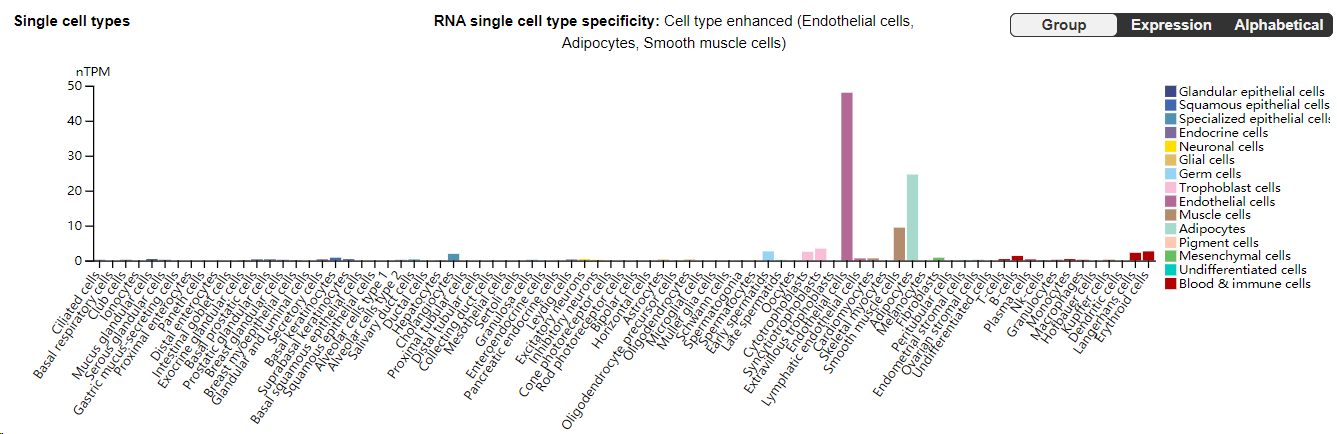 The adhesion molecule CD62