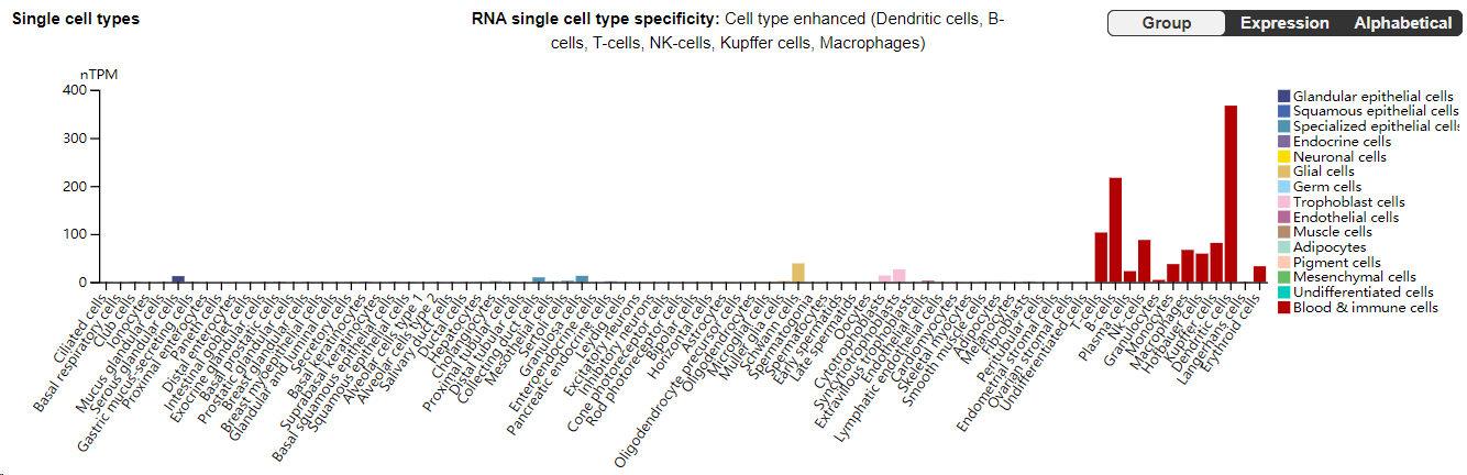The adhesion molecule CD62