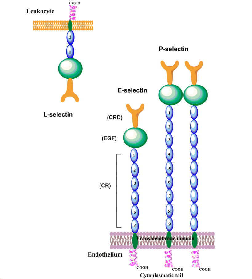 The adhesion molecule CD62