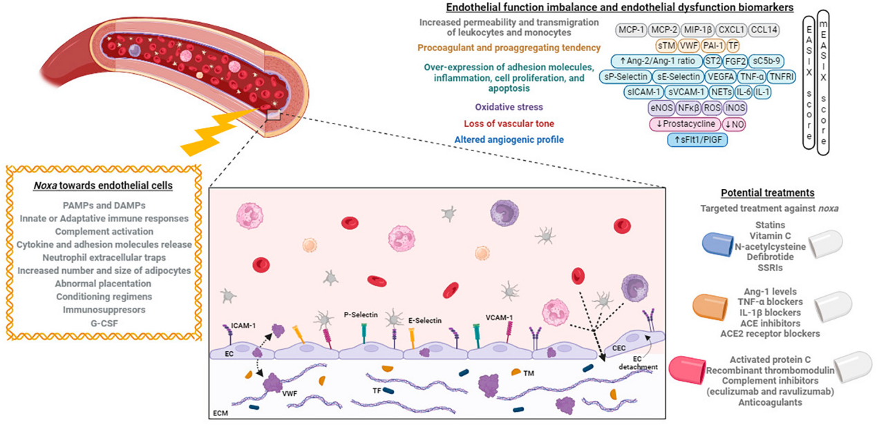 The adhesion molecule CD62