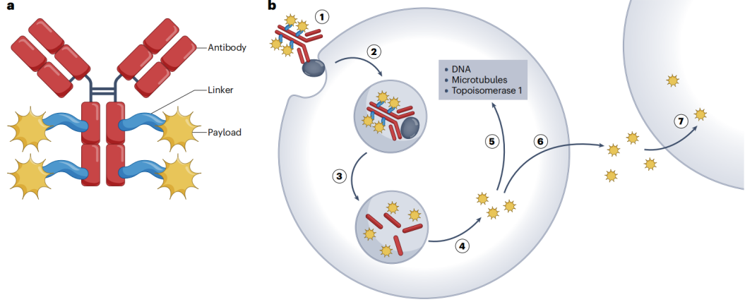 抗体偶联药物ADC时代的到来(内附ADC对照产品推荐) 抗体偶联药物ADC时代的到来(内附ADC对照产品推荐)