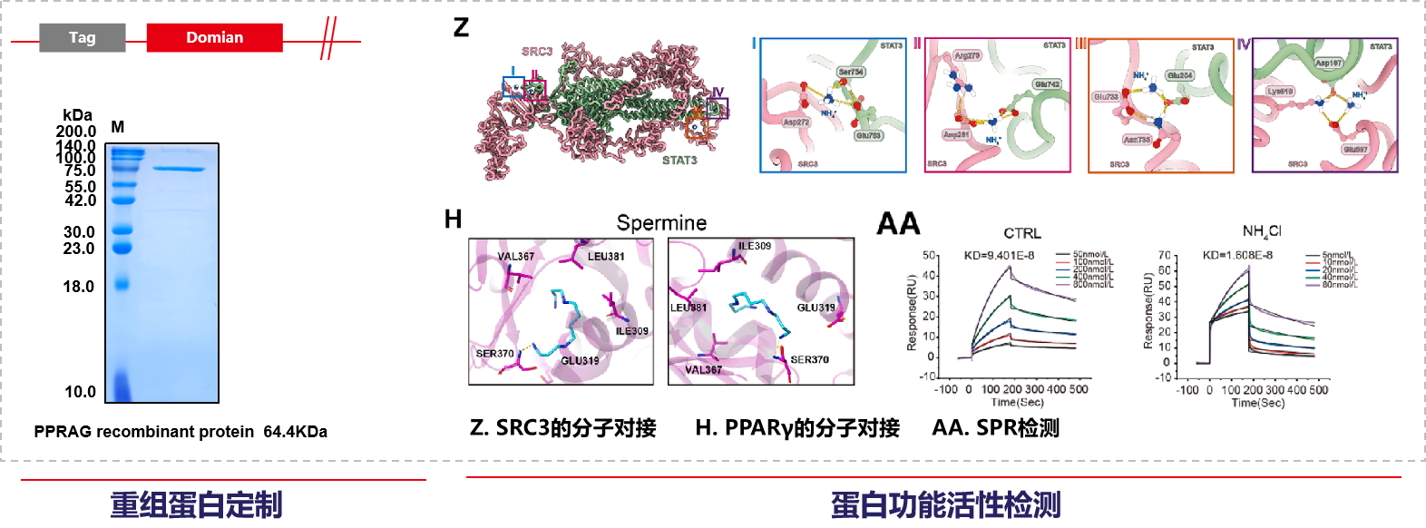 The ammonia produced by tumors promotes the enrichment of regulatory T-cells and inhibits the anti-tumor immune response