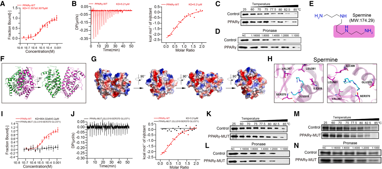 The ammonia produced by tumors promotes the enrichment of regulatory T-cells and inhibits the anti-tumor immune response