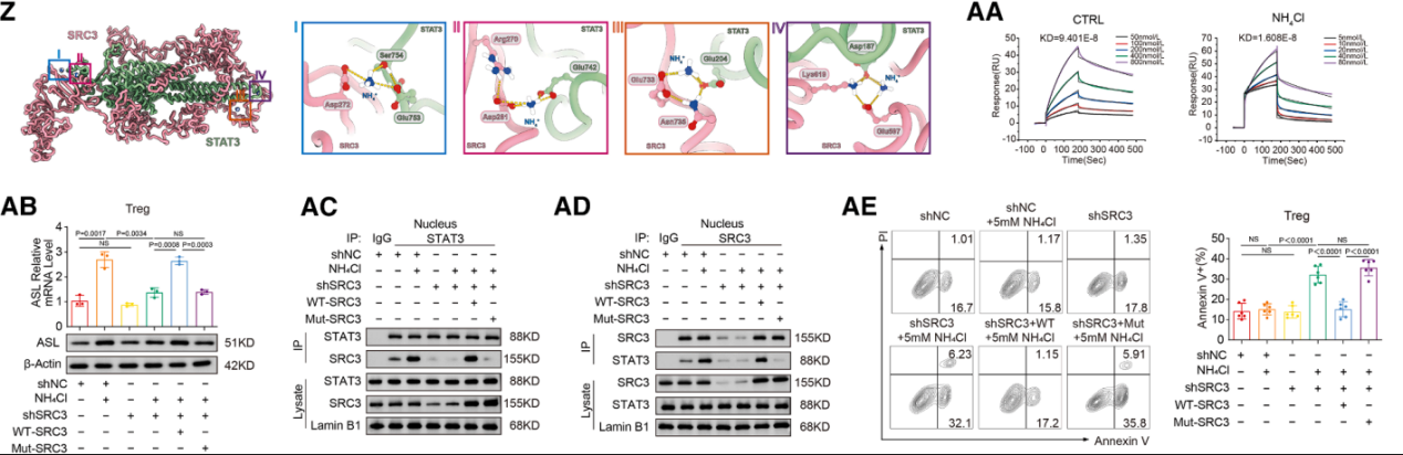 The ammonia produced by tumors promotes the enrichment of regulatory T-cells and inhibits the anti-tumor immune response