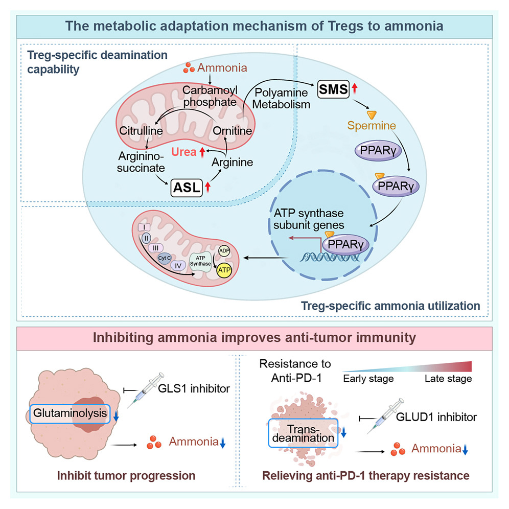 The ammonia produced by tumors promotes the enrichment of regulatory T-cells and inhibits the anti-tumor immune response