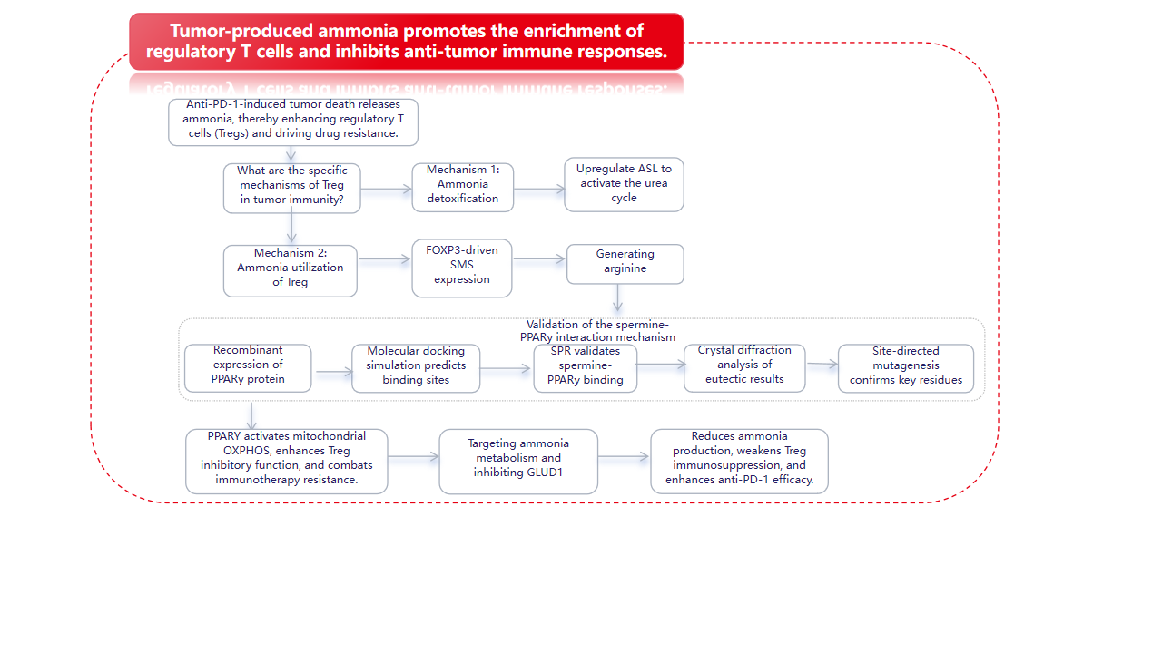 The ammonia produced by tumors promotes the enrichment of regulatory T-cells and inhibits the anti-tumor immune response