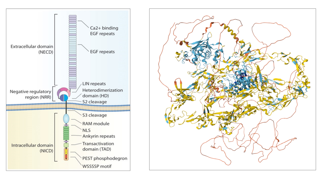 Angiogenesis regulatory factor Notch1 Angiogenesis regulatory factor Notch1