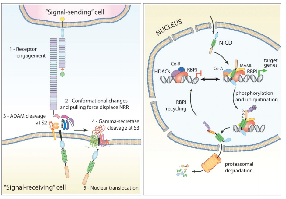 Angiogenesis regulatory factor Notch1 Angiogenesis regulatory factor Notch1