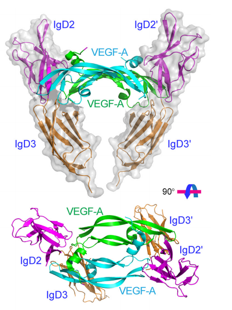 The angiogenin VEGFA