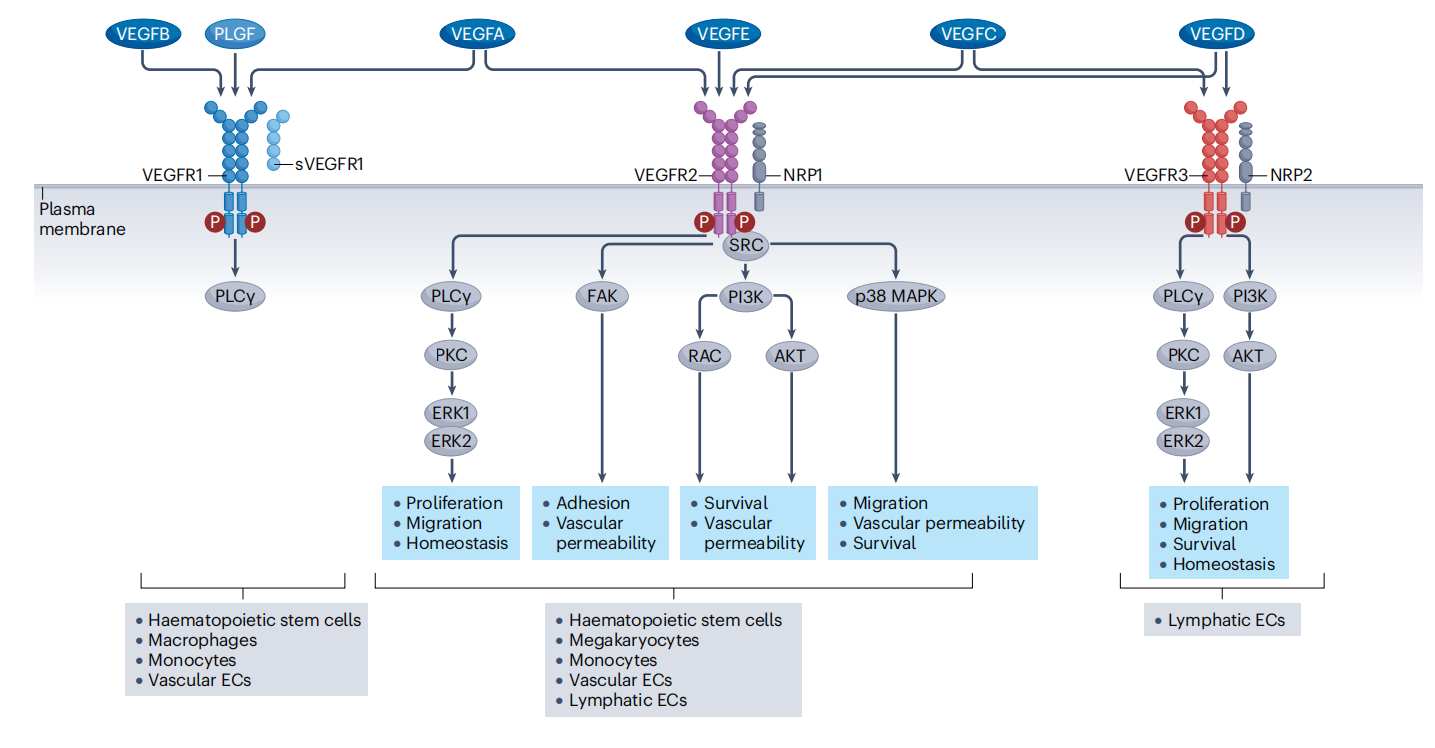 The angiogenin VEGFA