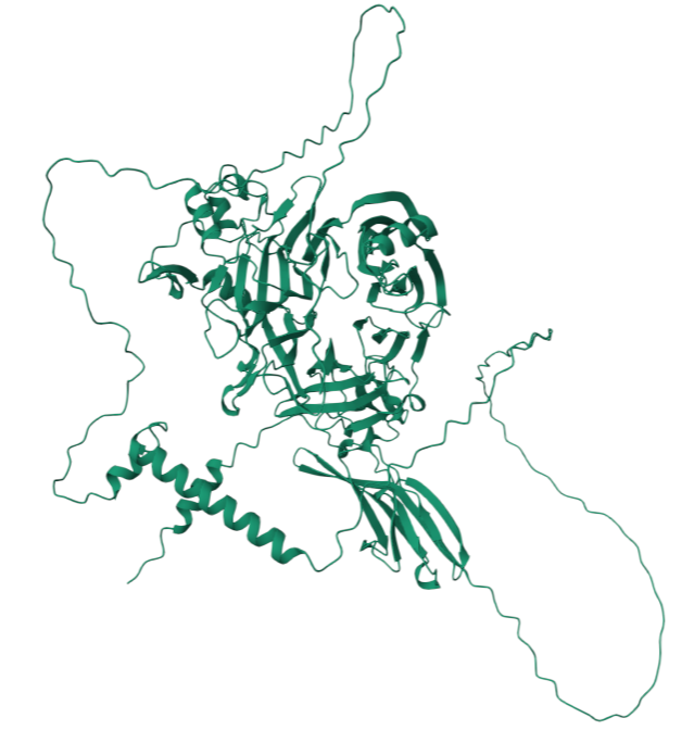 The axon guidance factor SEMA4D The axon guidance factor SEMA4D