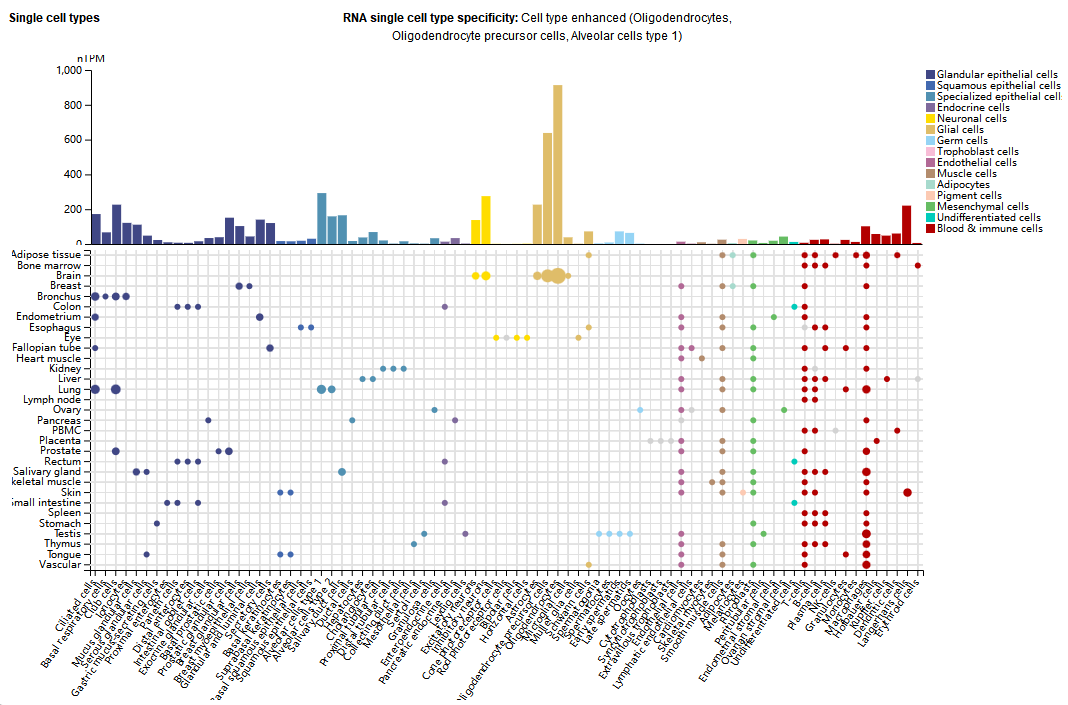 The cell adhesion molecule ALCAM The cell adhesion molecule ALCAM