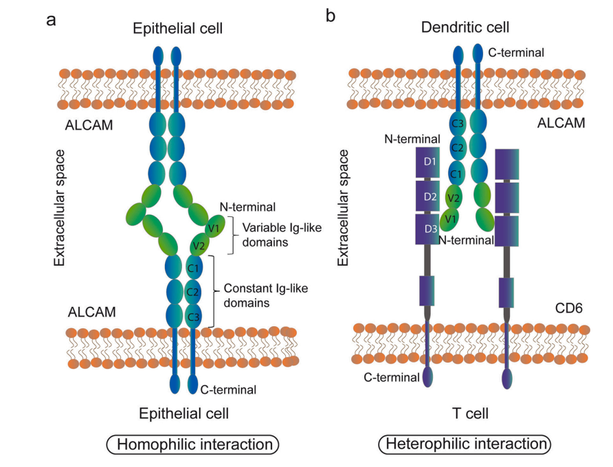 The cell adhesion molecule ALCAM The cell adhesion molecule ALCAM