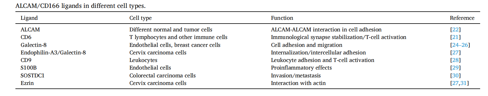 The cell adhesion molecule ALCAM The cell adhesion molecule ALCAM