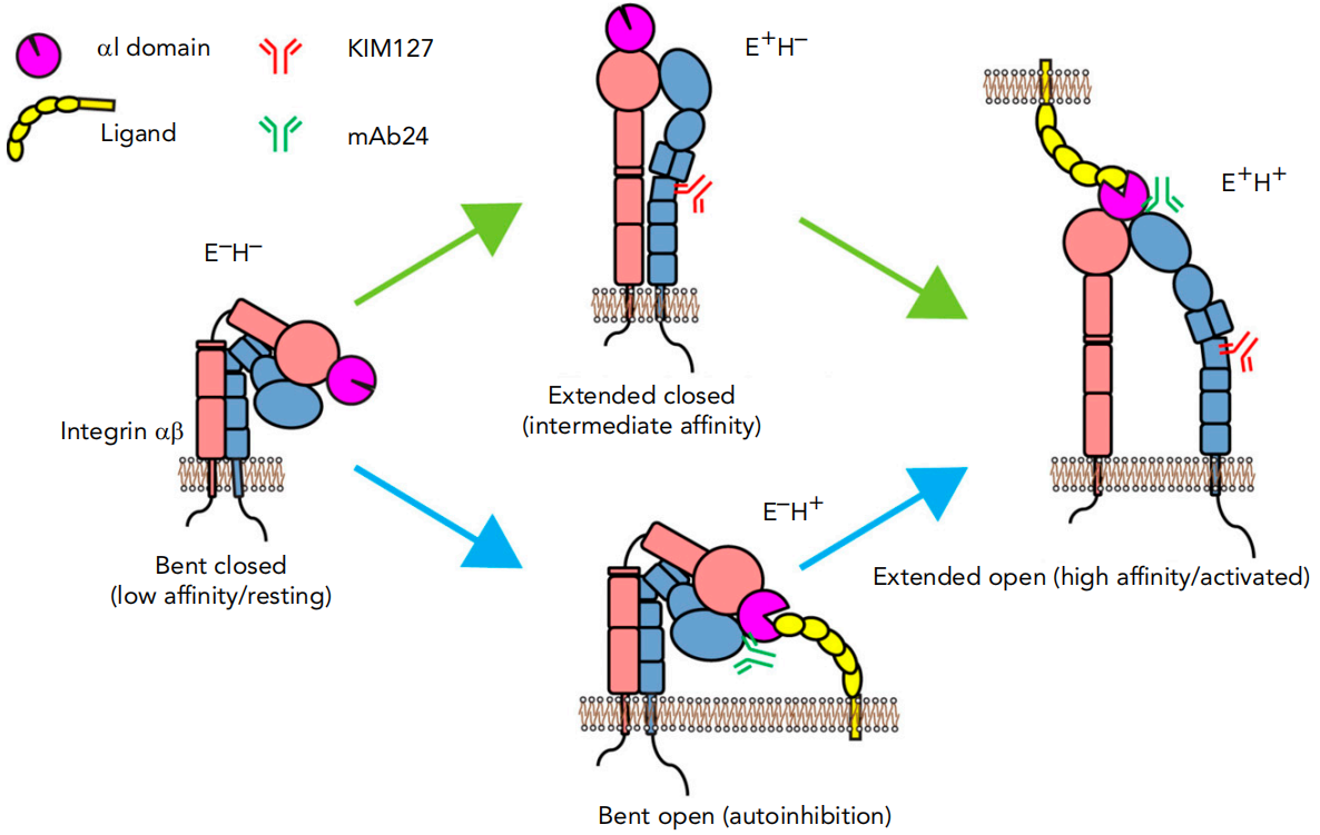 The cell adhesion molecule ITGB2
