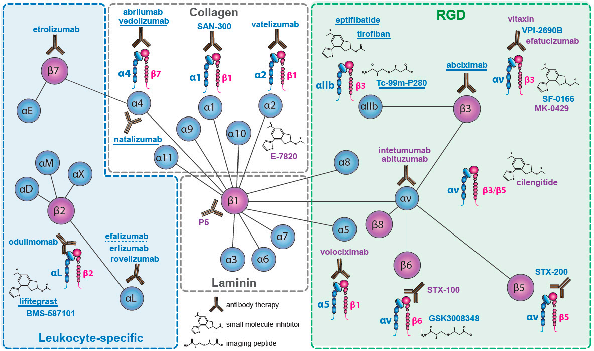 The cell adhesion molecule ITGB2