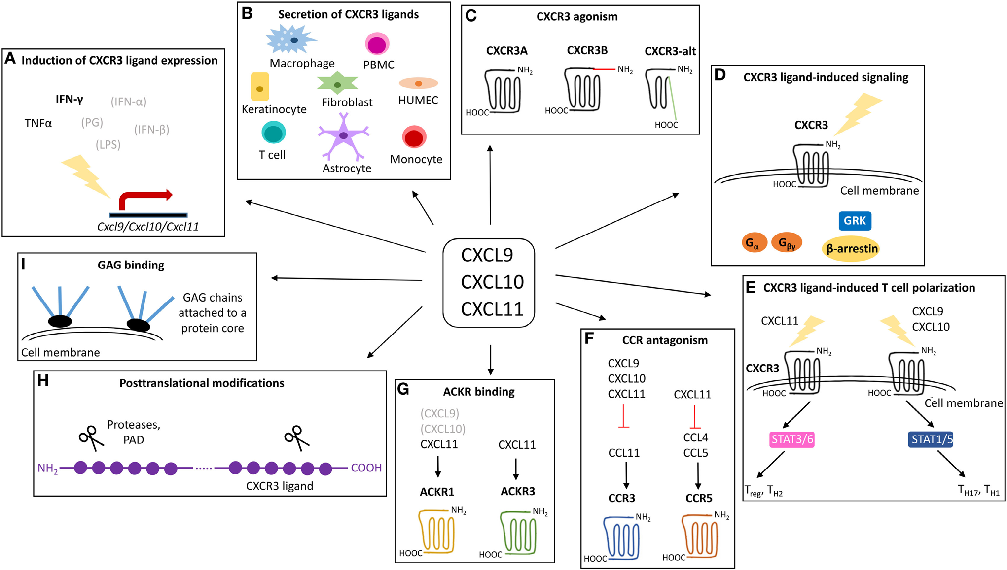 The chemokine CXCL10 The chemokine CXCL10