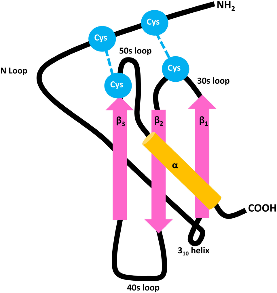The chemokine CXCL10 The chemokine CXCL10