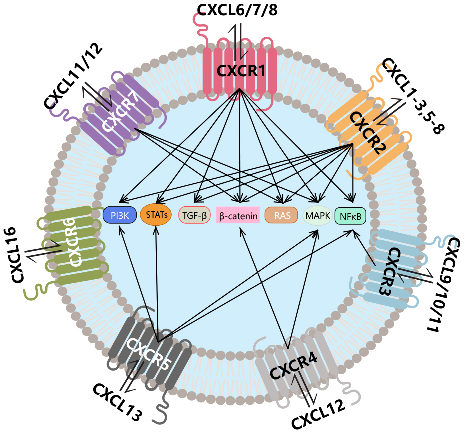 The chemokine CXCL10 The chemokine CXCL10