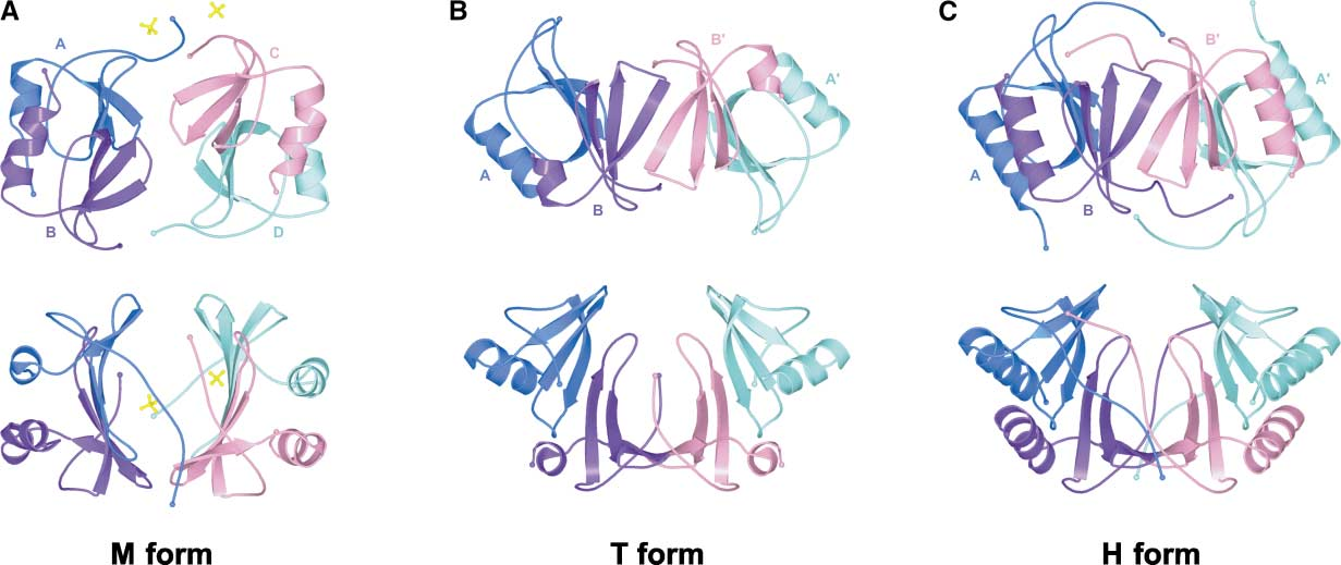 The chemokine CXCL10 The chemokine CXCL10