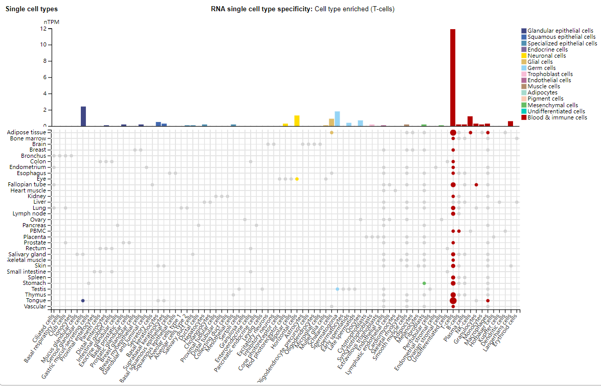 The chemokine receptor CCR4